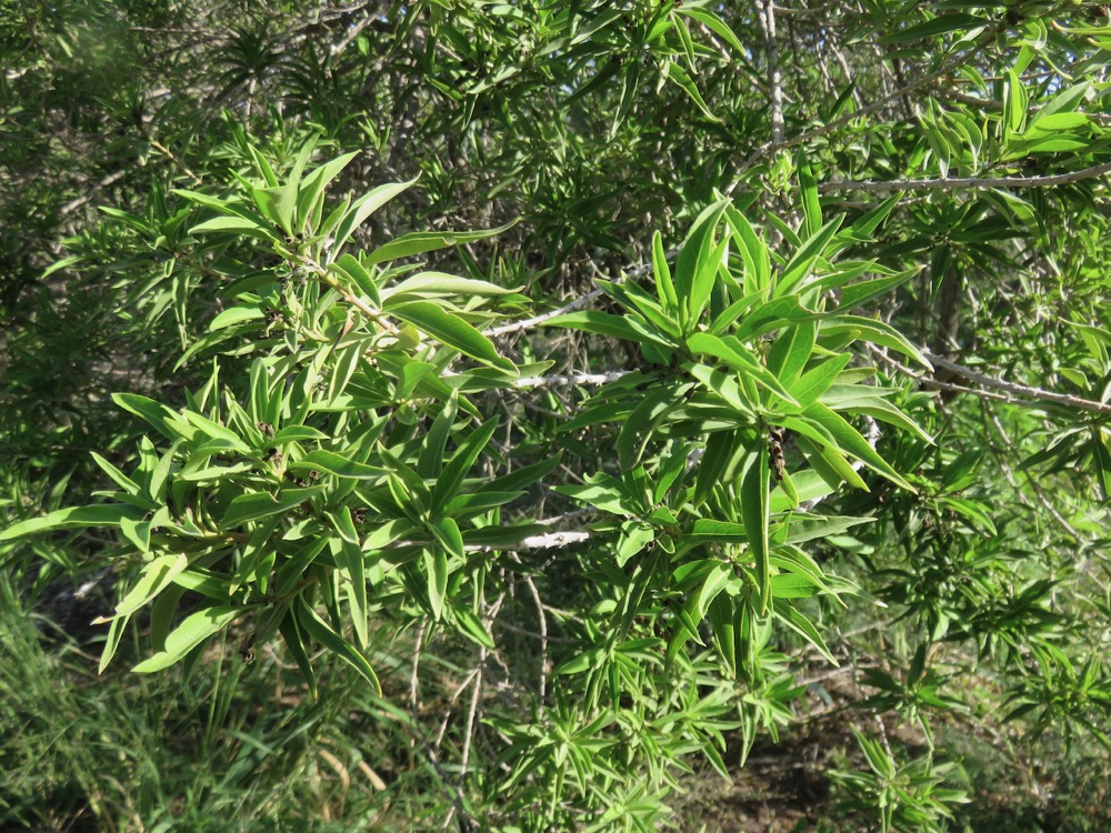 30.Volkameria heterophylla - Bois de chenilles - Lamiaceae - Endémique La Réunion et île Maurice.jpeg