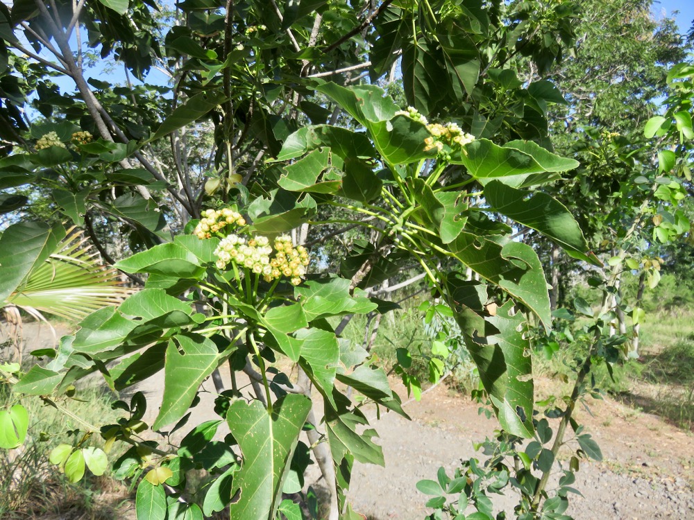 31. Dombeya populnea - Bois de senteur bleu - Malvaceae -Espèce endémique La Réunion et Maurice IMG_4211.JPG.jpeg