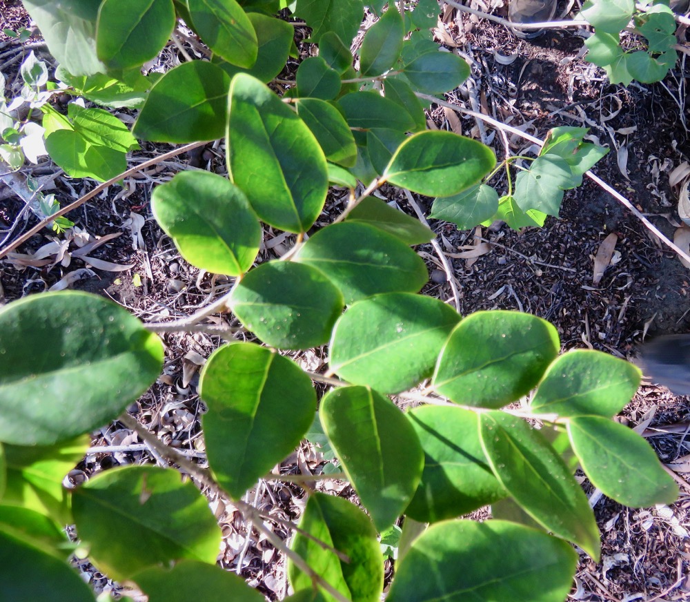 36. Securinega durissima - Bois dur …. - Euphorbiacées - Indigène à La Réunion, à Maurice, à Madagascar.jpeg