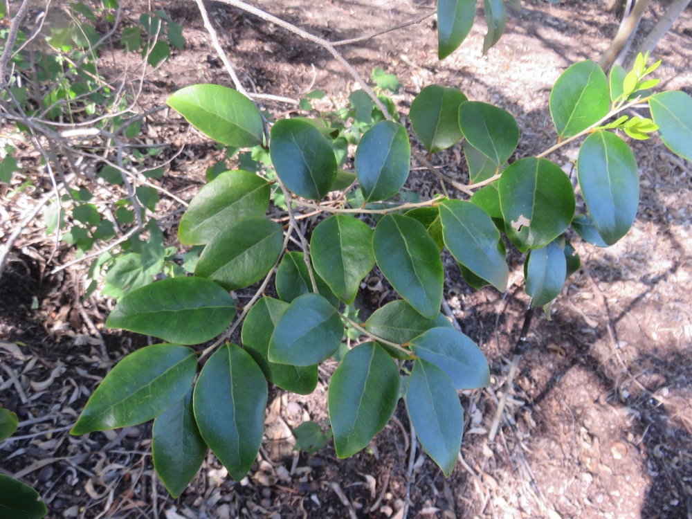 37. Securinega durissima - Bois dur …. - Euphorbiacées - Indigène à La Réunion, à Maurice, à Madagascar.jpeg