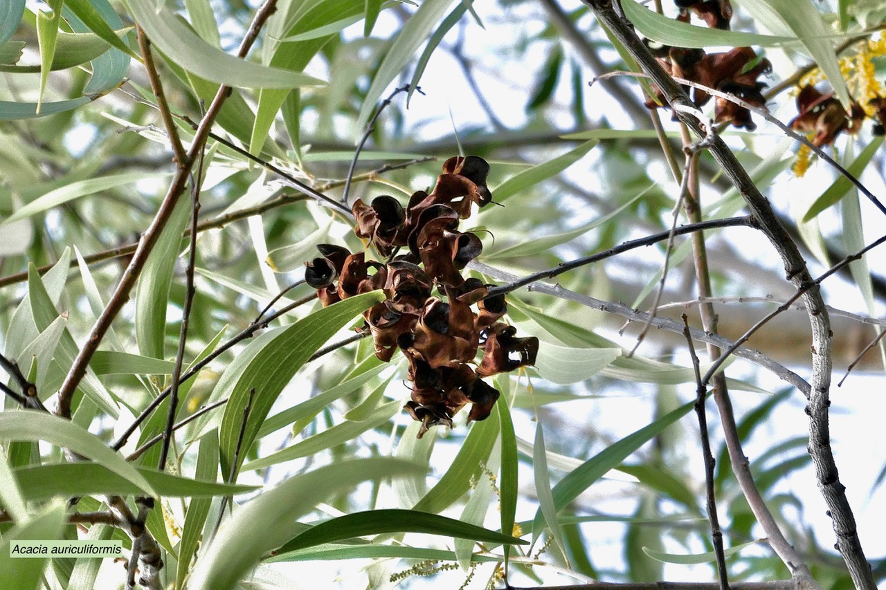 Acacia auriculiformis.( avec ftuits secs ).fabaceae.espèce cultivée..jpeg