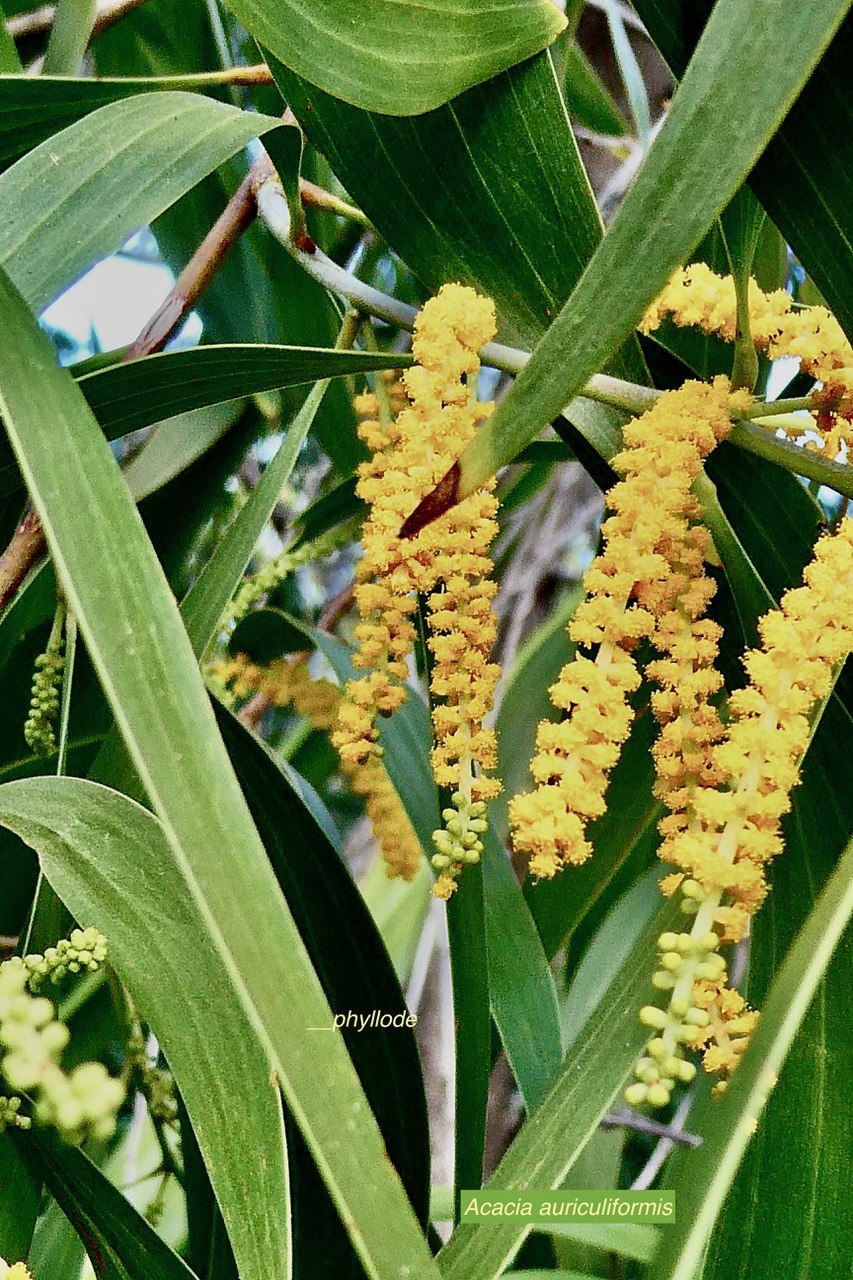 Acacia auriculiformis.( phyllodes et inflorescences)fabaceae.espèce cultivée..jpeg