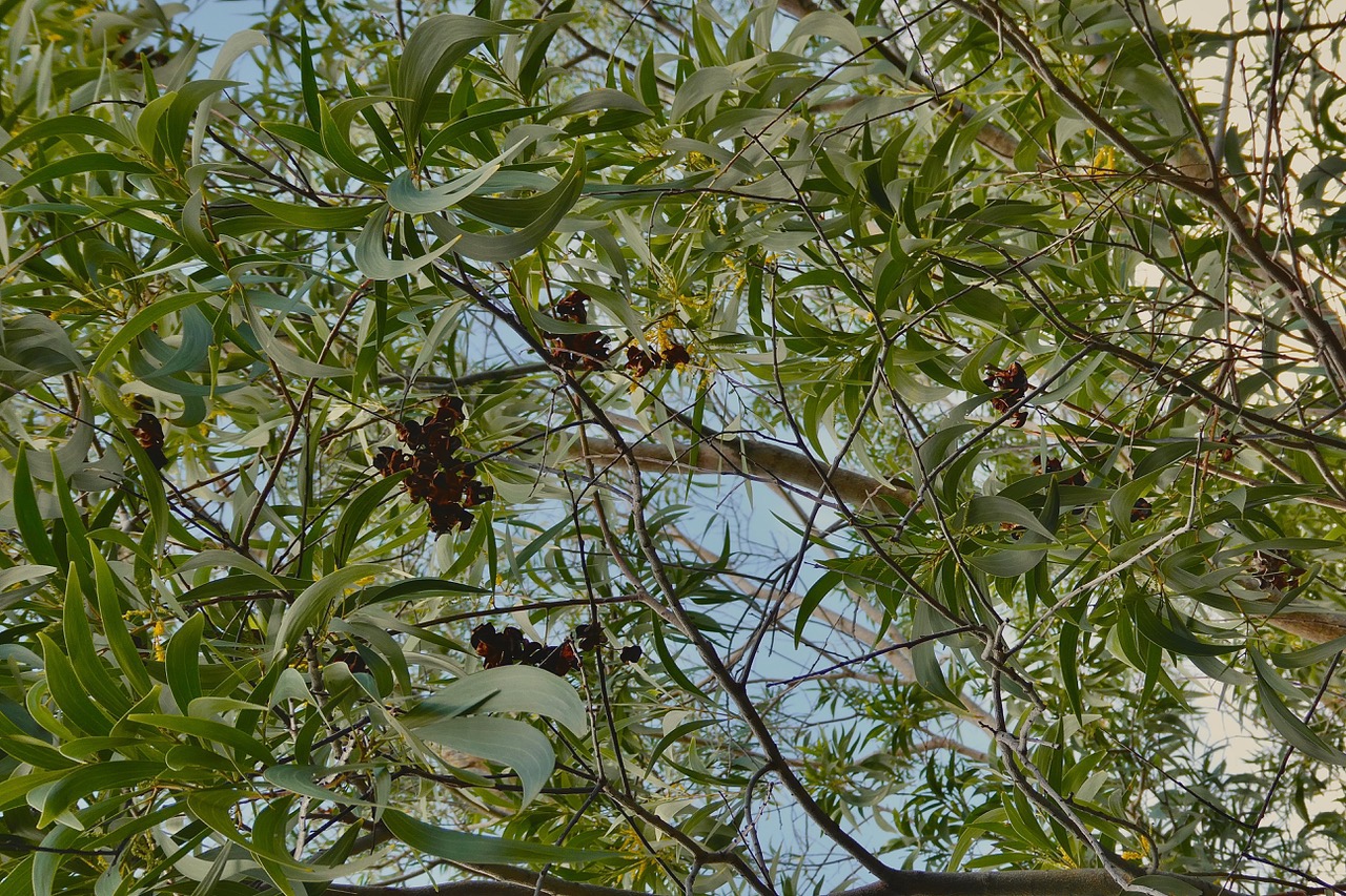 Acacia auriculiformis.fabaceae.espèce cultivée. (1).jpeg