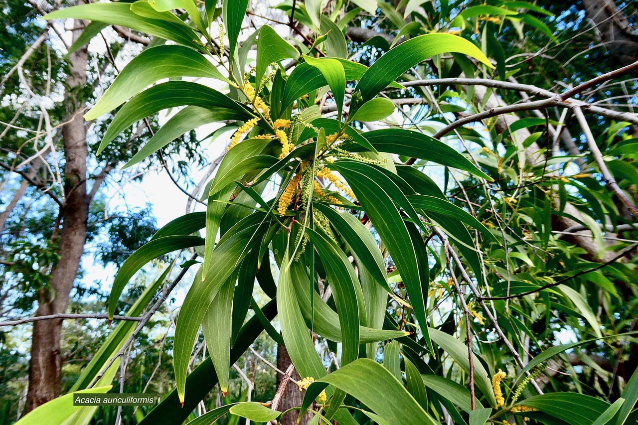 Acacia auriculiformis.fabaceae.espèce cultivée..jpeg