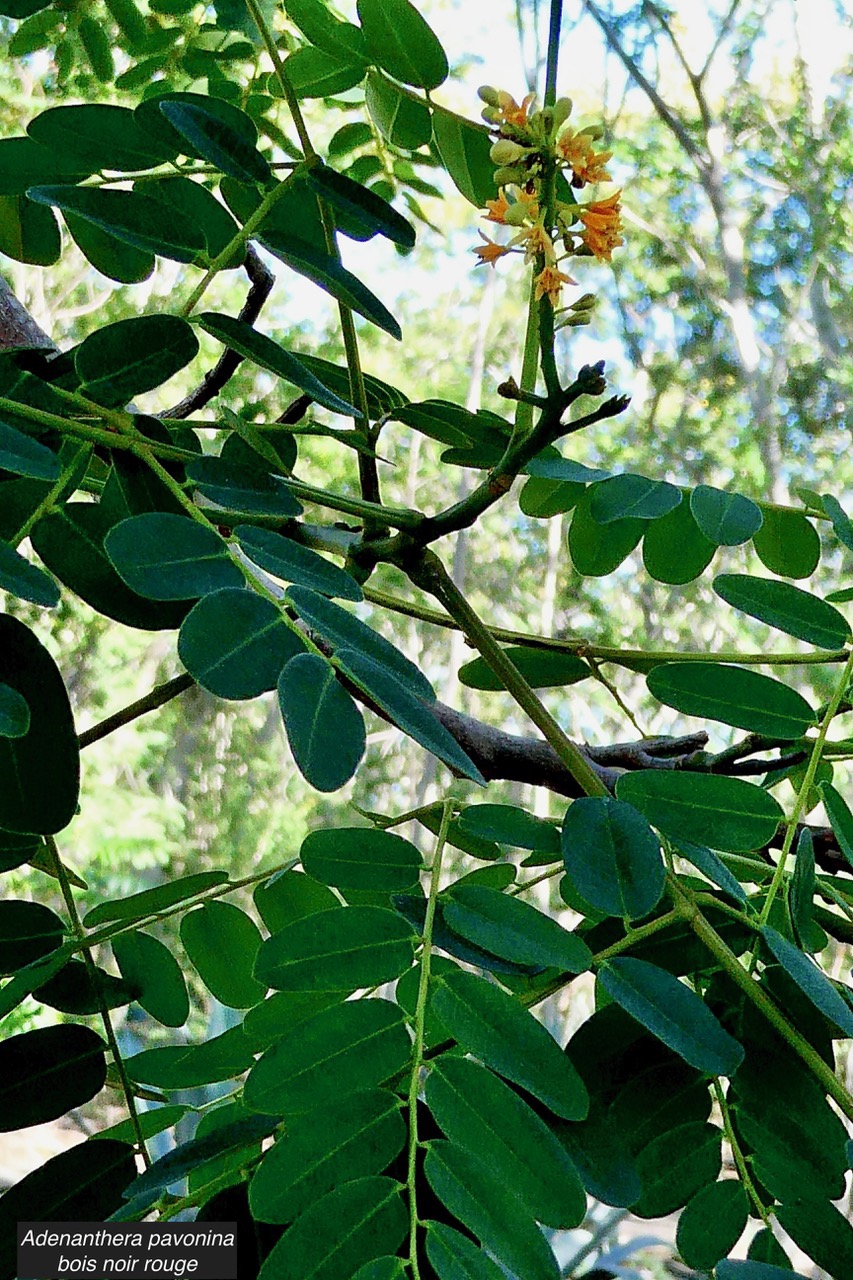 Adenanthera pavonina .bois noir rouge.arbre collier.( avec fleurs )fabaceae.espèce cultivée..jpeg