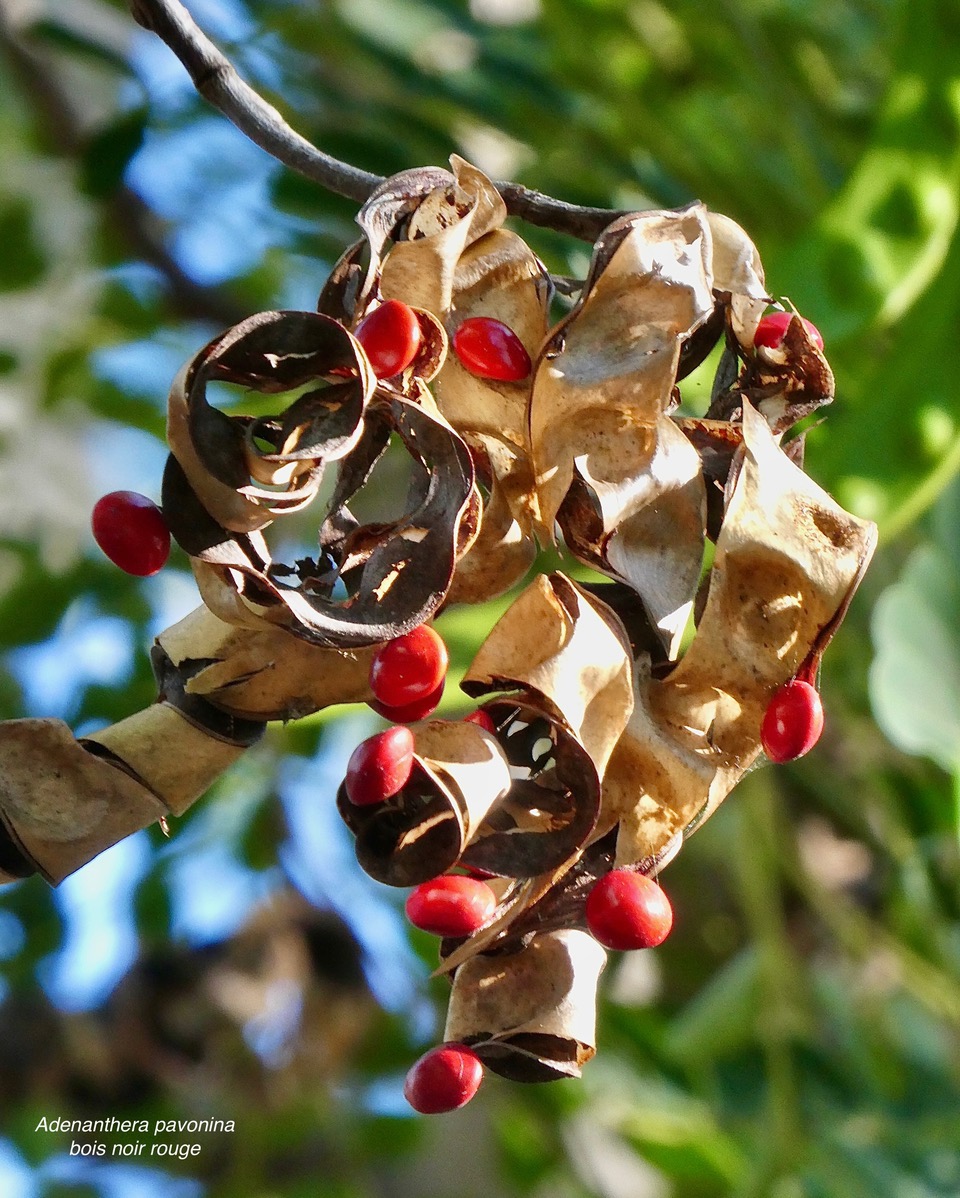 Adenanthera pavonina .bois noir rouge.arbre collier.( fruit mâture ouvert et graines )fabaceae.espèce cultivée..jpeg