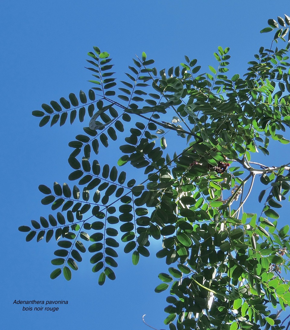 Adenanthera pavonina .bois noir rouge.arbre collier.fabaceae.espèce cultivée. (1).jpeg