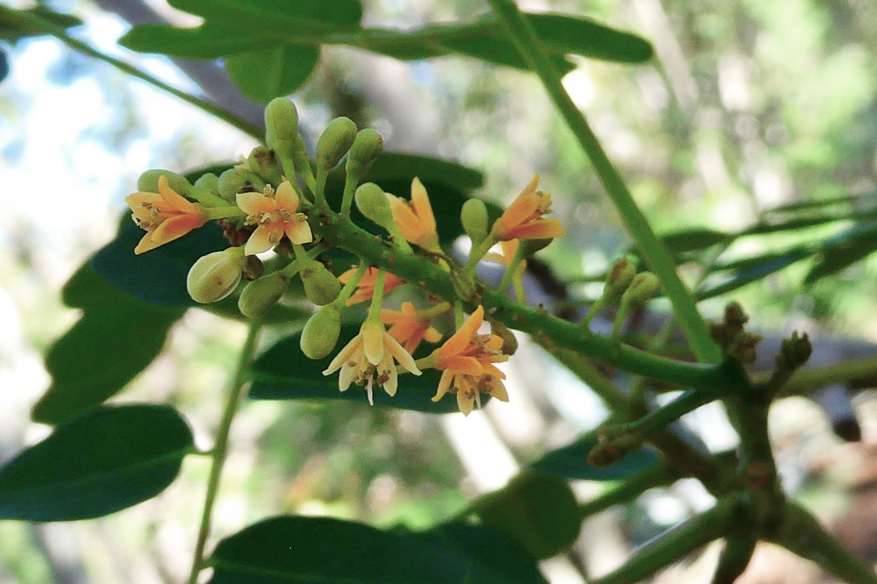 Adenanthera pavonina .bois noir rouge.arbre collier.fabaceae.espèce cultivée. (2).jpeg