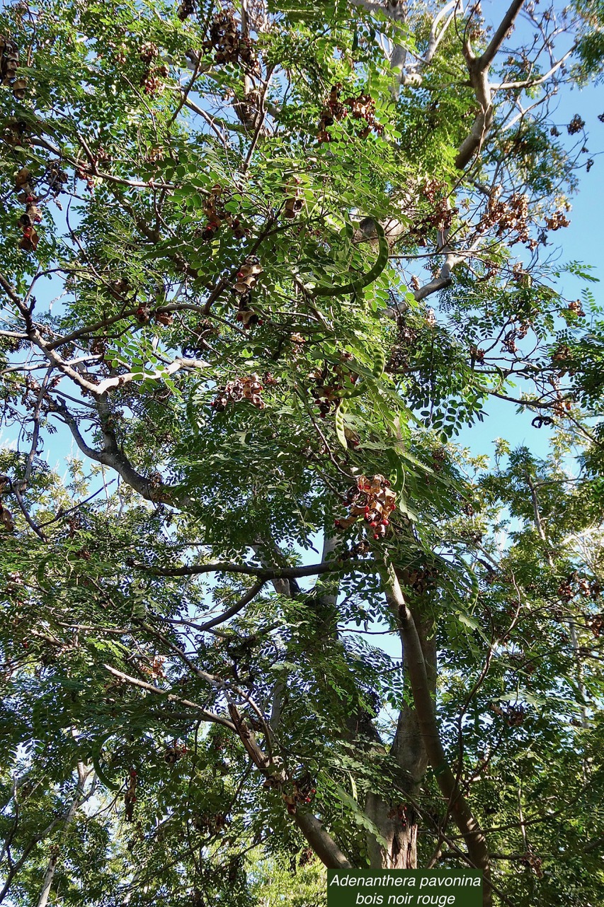 Adenanthera pavonina .bois noir rouge.arbre collier.fabaceae.espèce cultivée..jpeg