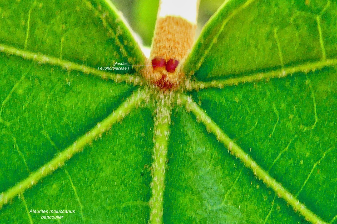 Aleurites moluccanus.bancoul.bancoulier.euphorbiaceae.sténonaturalisé. (1).jpeg