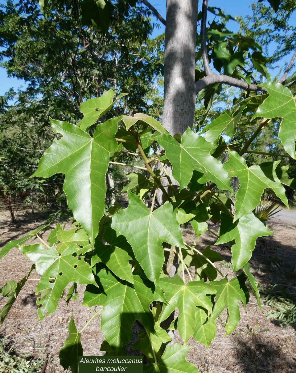 Aleurites moluccanus.bancoul.bancoulier.euphorbiaceae.sténonaturalisé. (2).jpeg