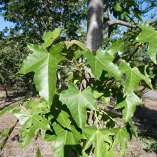 Aleurites moluccanus.bancoul.bancoulier.euphorbiaceae.sténonaturalisé. (2).jpeg