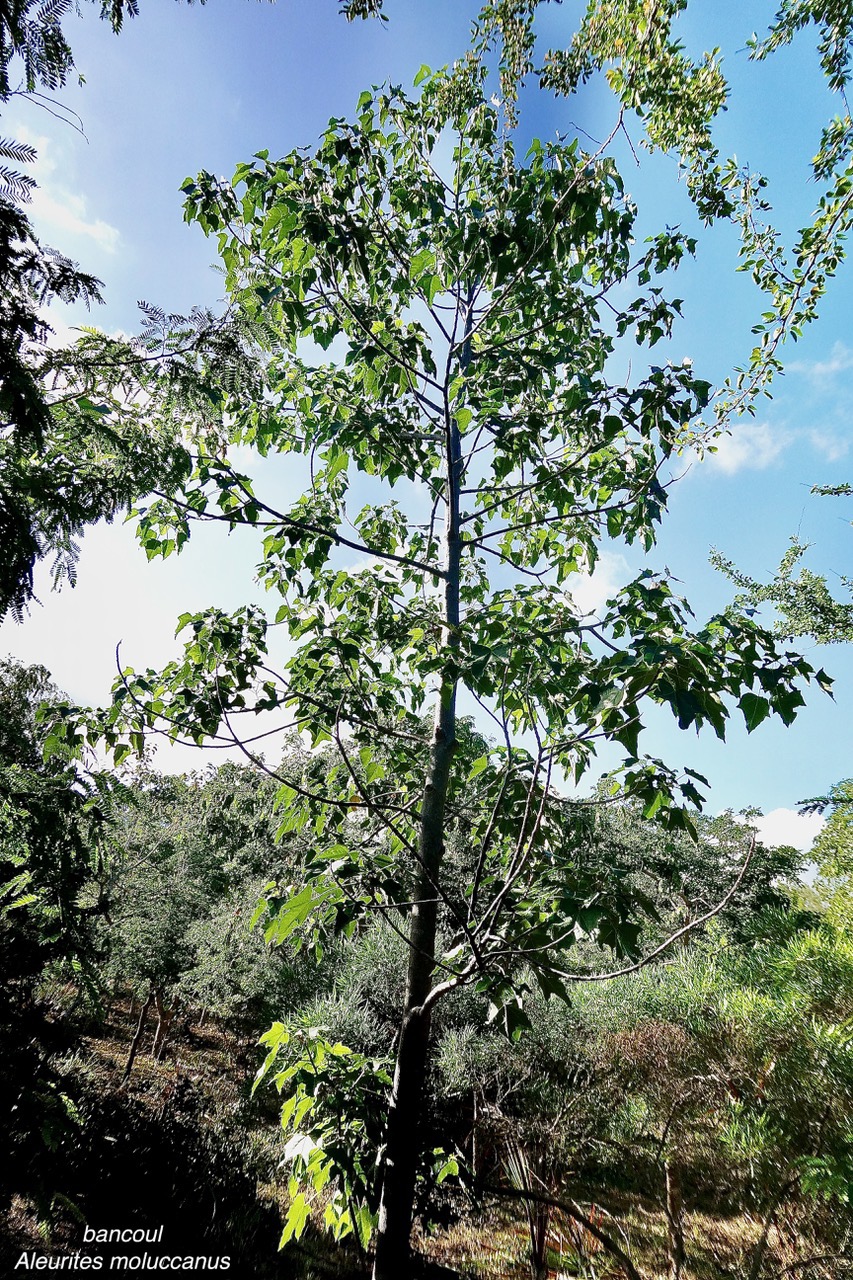 Aleurites moluccanus.bancoul.bancoulier.euphorbiaceae.sténonaturalisé..jpeg