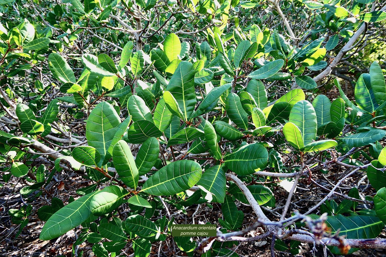 Anacardium occidentale.pomme cajou.anacardier.anacardiaceae.exotique cultivé. (1).jpeg