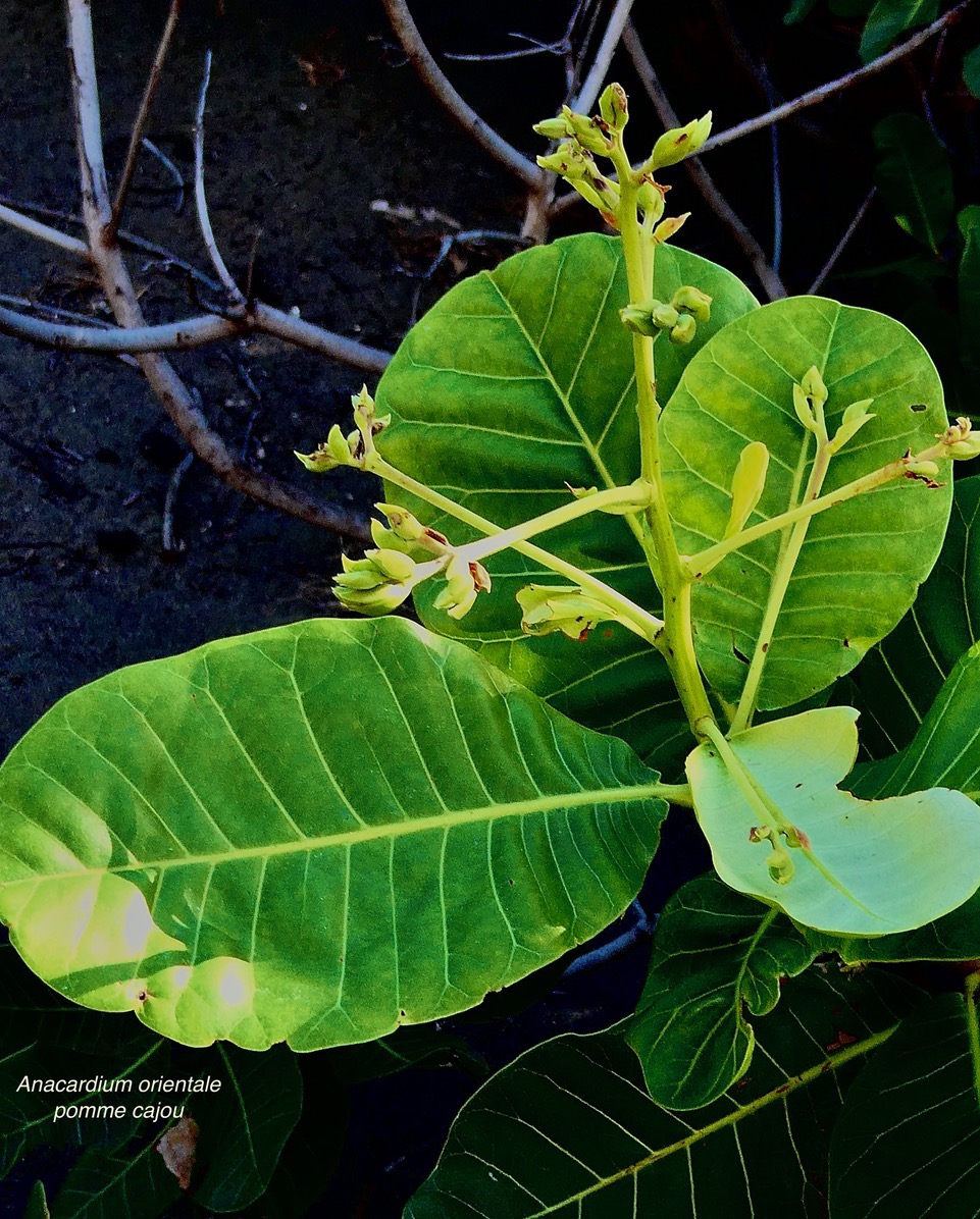 Anacardium occidentale.pomme cajou.anacardier.anacardiaceae.exotique cultivé..jpeg