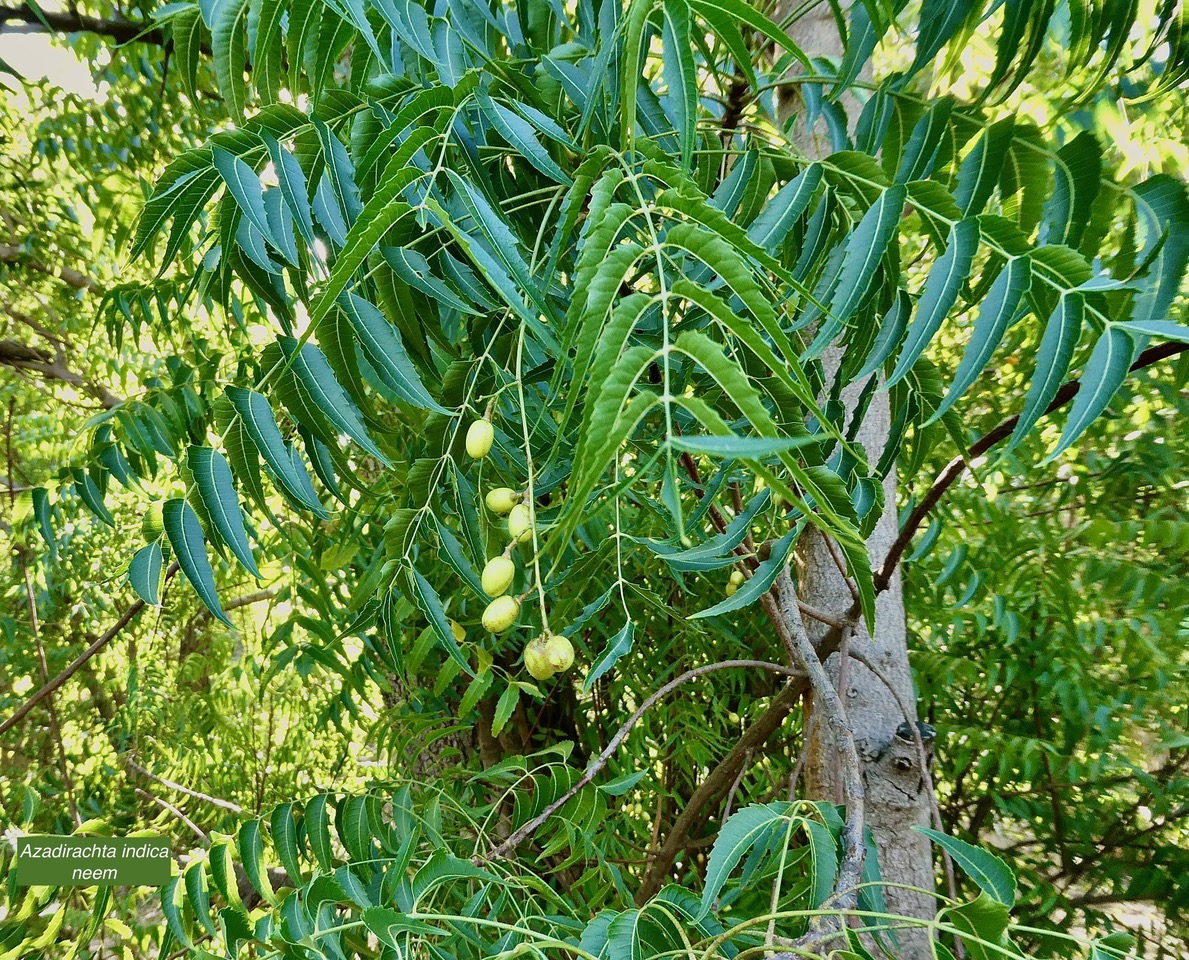 Azadirachta indica.neem.lilas sacré.meliaceae.origine- Inde.jpeg