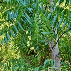 Azadirachta indica.neem.lilas sacré.meliaceae.origine- Inde.jpeg