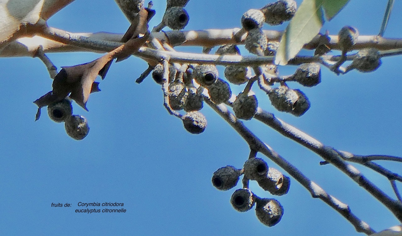 Corymbia citriodora.(Eucalyptus citriodora.) eucalyptus citronnelle. fruits .myrtaceae. cultivé..jpeg