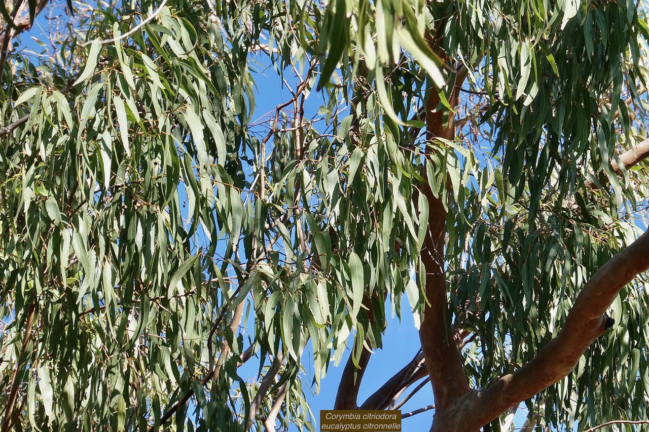 Corymbia citriodora.(Eucalyptus citriodora.) eucalyptus citronnelle.myrtaceae. cultivé..jpeg