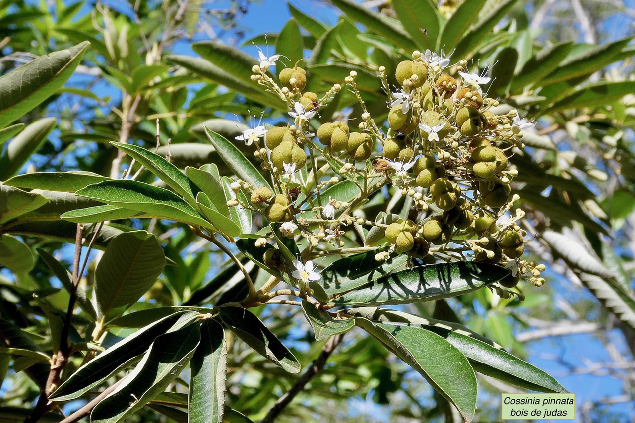 Cossinia pinnata.bois de Judas.sapindaceae.endémique Réunion Maurice.jpeg