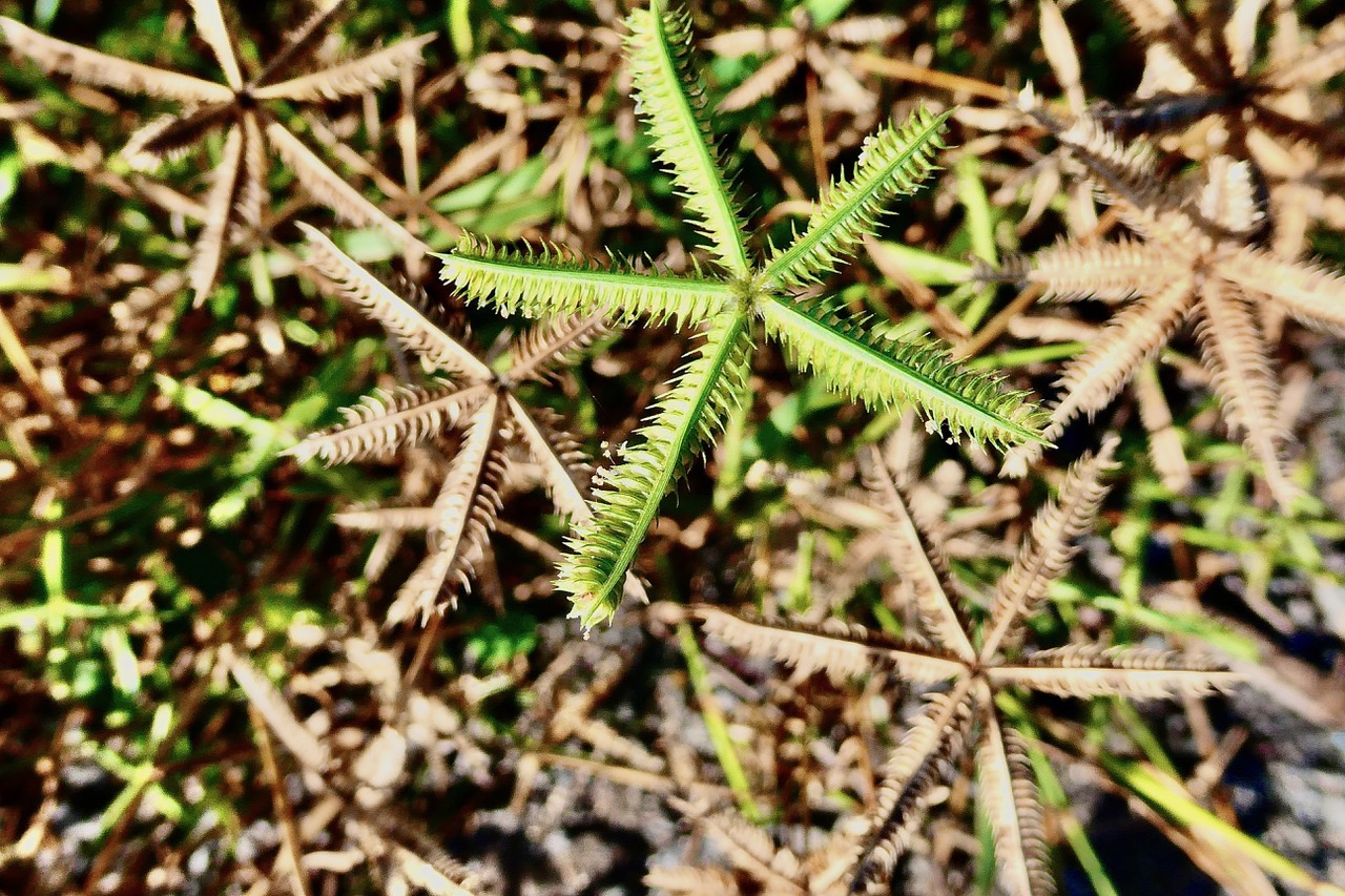 Dactyloctenium aegyptium.chiendent patte-poule.poaceae.indigène Réunion?.jpeg