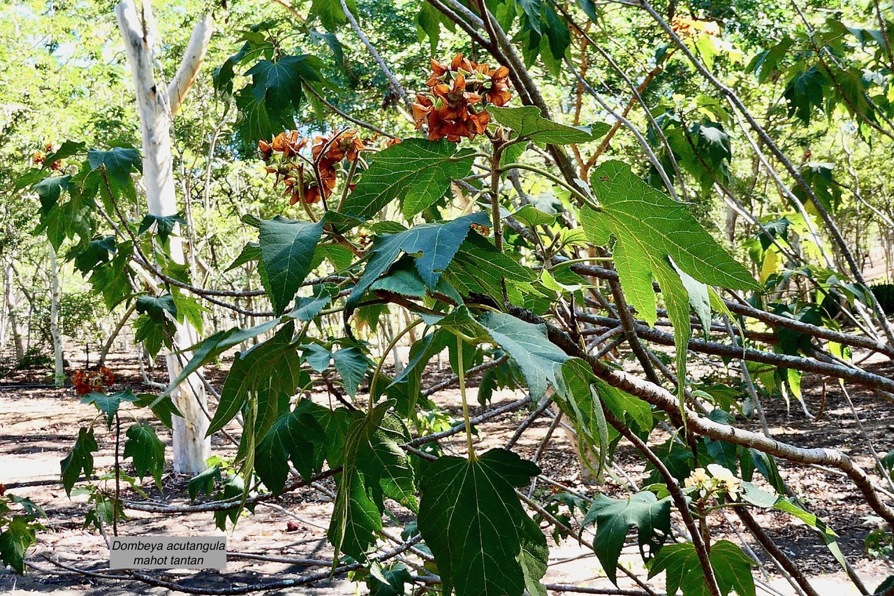 Dombeya acutangula. subsp. acutangula var.palmata.mahot tantan.malvaceae.endémique Réunion? (1).jpeg