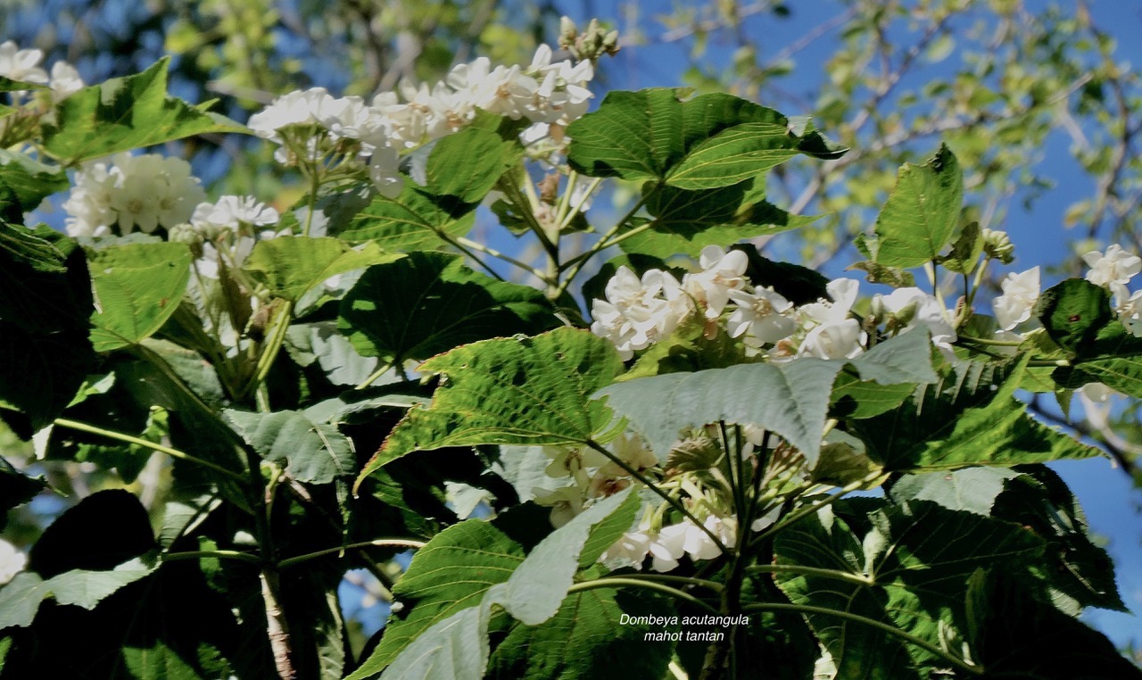 Dombeya acutangula.mahot tantan.malvaceae.endémique Réunion Maurice Rodrigues. (1).jpeg