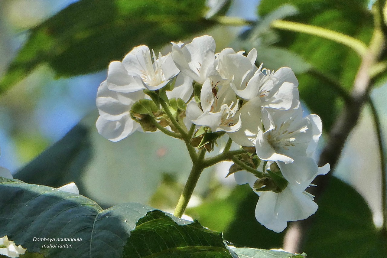 Dombeya acutangula.mahot tantan.malvaceae.endémique Réunion Maurice Rodrigues..jpeg