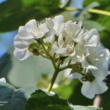 Dombeya acutangula.mahot tantan.malvaceae.endémique Réunion Maurice Rodrigues..jpeg