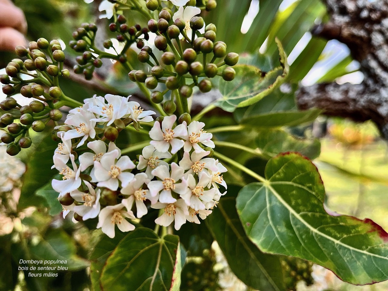 La photo des fleurs mâles du bois de senteur  a été faite mercredi au parcours santé du Tampon et je la joins pour que l’on puisse voir en même temps les fleurs mâles et les fleurs femelles.