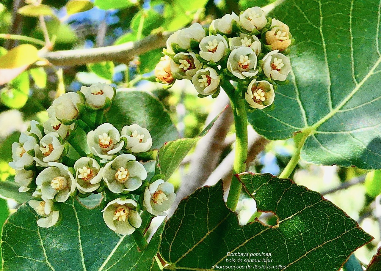 Dombeya populnea.bois de senteur bleu.mahot bleu.(espèce dioïque- pied femelle avec inflorescences de fleurs femelles ) malvaceae.endémique Réunion Maurice..jpeg