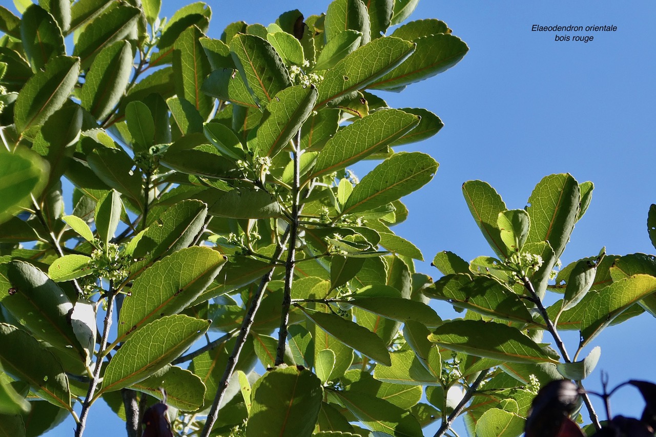 Elaeodendron orientale. ( Cassine orientalis ) bois rouge.( feuilles adultes et fleurs )celastraceae.endémique Réunion Maurice Rodrigues..jpeg