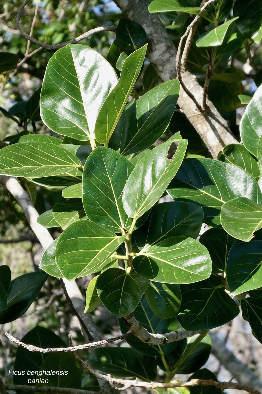 Ficus benghalensis .banian.figuier du Bengale. ( feuilles ) moraceae.espèce cultivée..jpeg