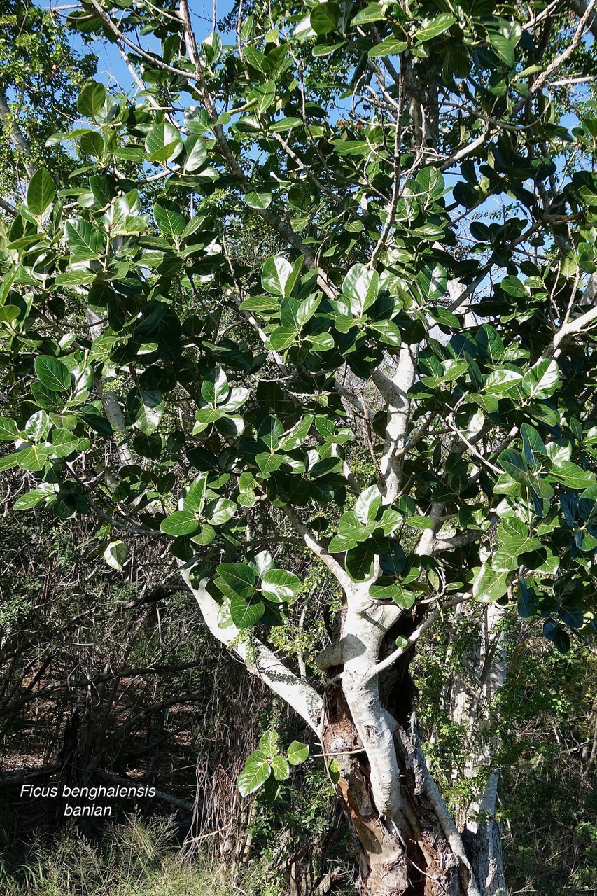 Ficus benghalensis .banian.figuier du Bengale.moraceae.espèce cultivée..jpeg