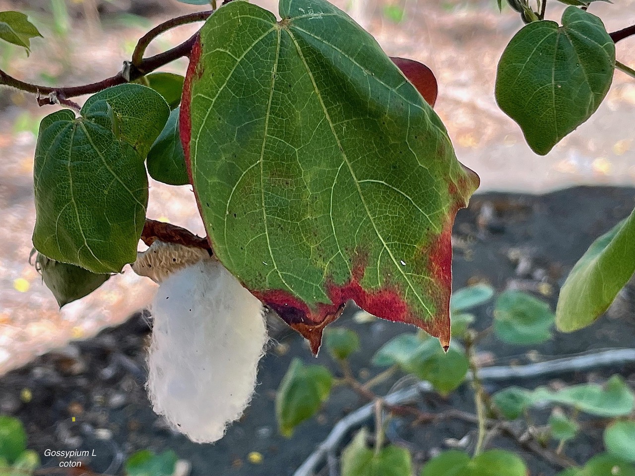 Gossypium L.coton.cotonnier .malvaceae.stenonaturalisé..jpeg