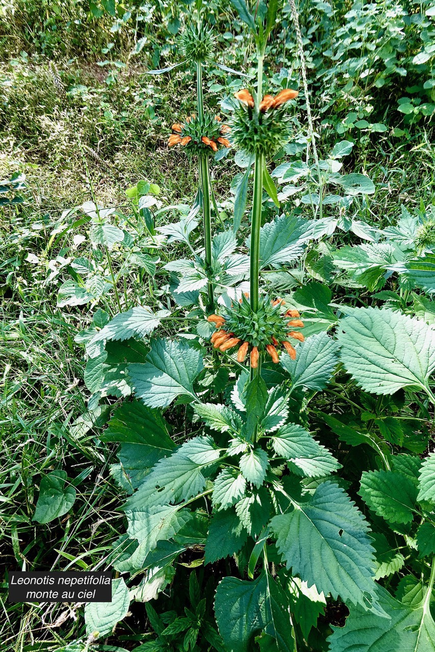 Leonotis nepetifolia.monte au ciel.pompon soldat.lamiaceae.assimilé indigène. (1).jpeg