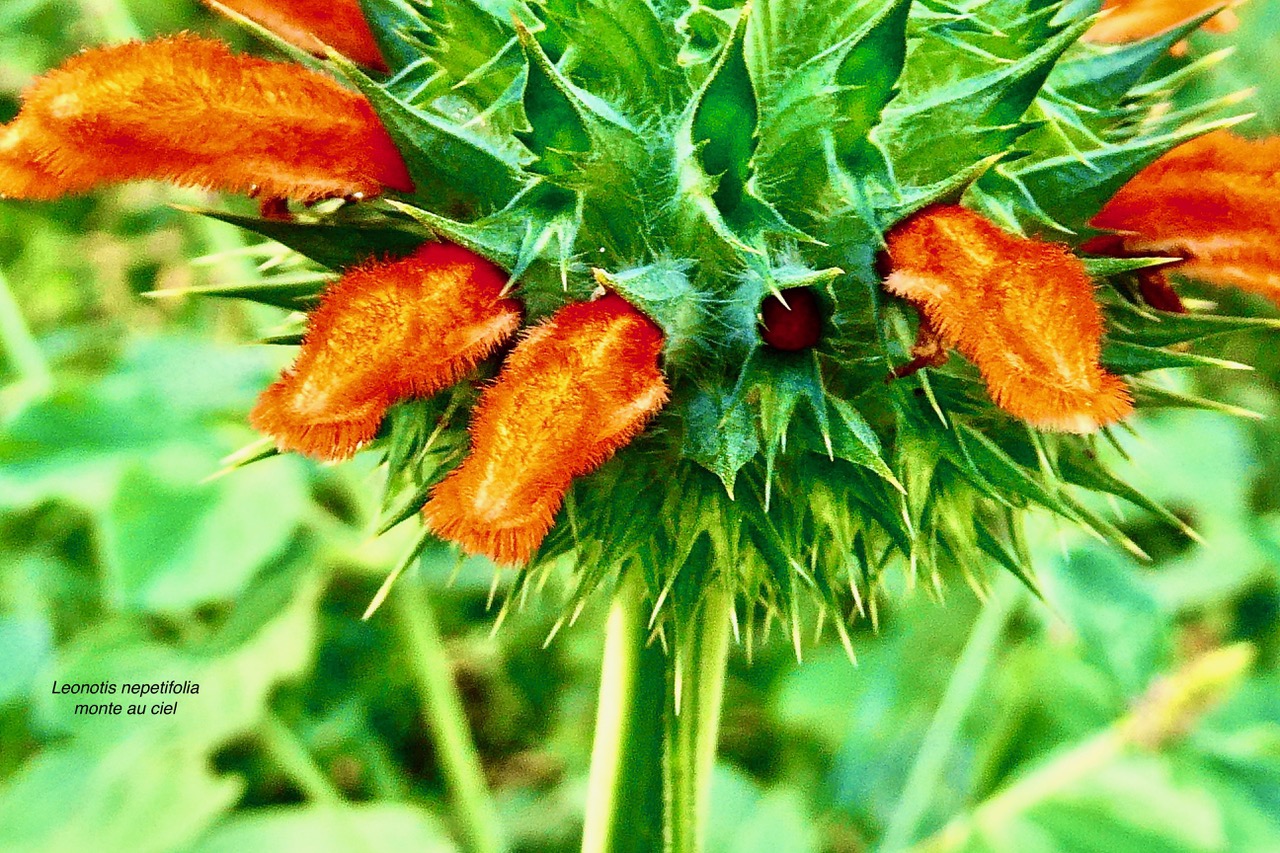 Leonotis nepetifolia.monte au ciel.pompon soldat.lamiaceae.assimilé indigène..jpeg