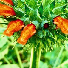 Leonotis nepetifolia.monte au ciel.pompon soldat.lamiaceae.assimilé indigène..jpeg