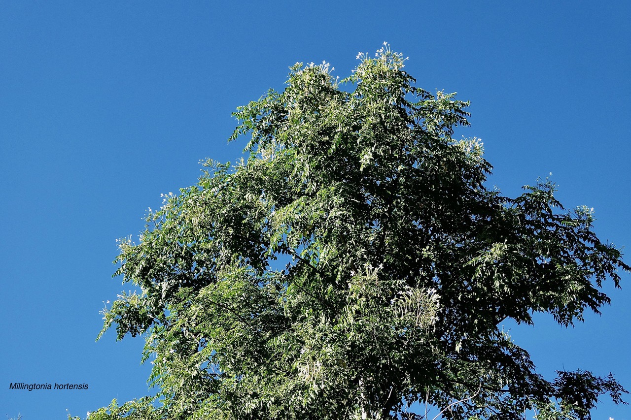 Millingtonia hortensis. ( houppier ) bignonaceae.espèce exotique cultivée potentiellement envahissante..jpeg