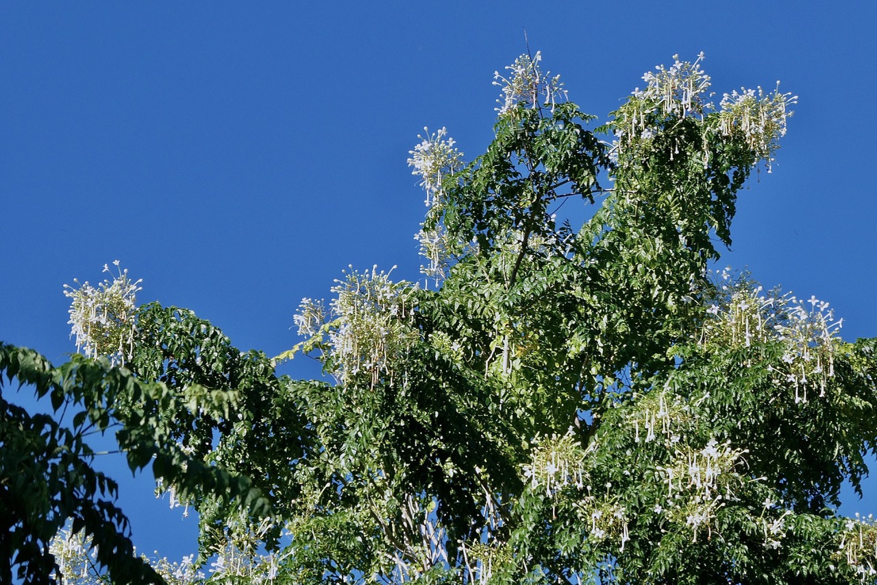 Millingtonia hortensis.bignonaceae.espèce exotique cultivée potentiellement envahissante. (1).jpeg