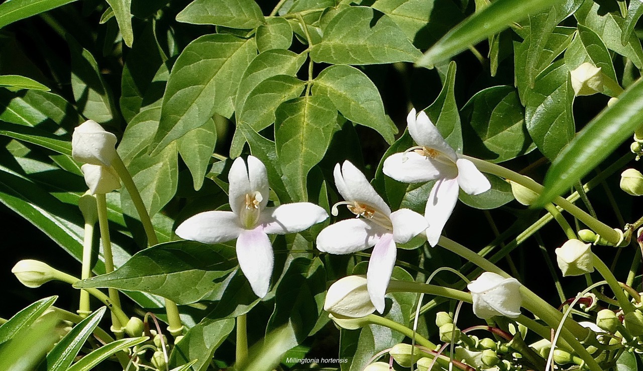 Millingtonia hortensis.bignonaceae.espèce exotique cultivée potentiellement envahissante..jpeg