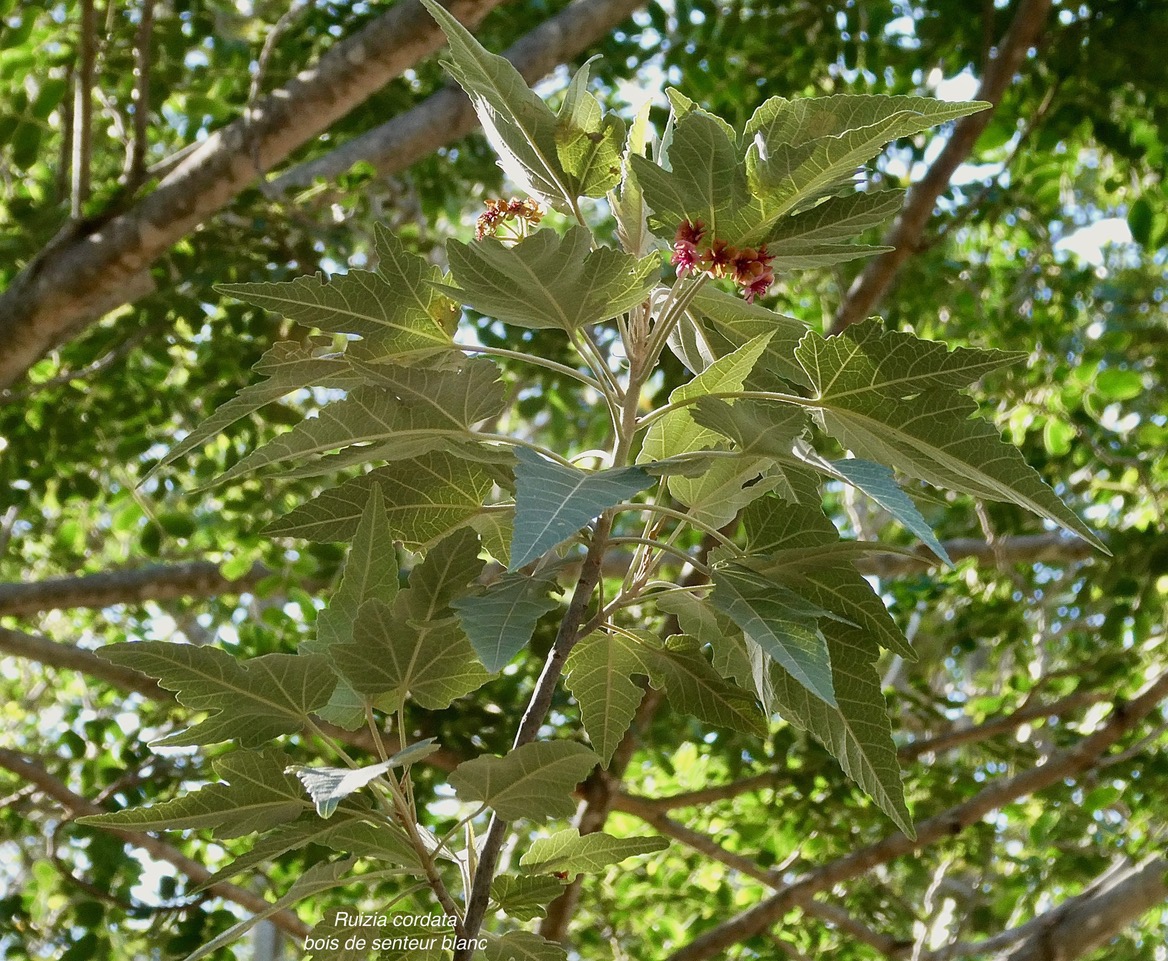 Ruizia cordata.bois de senteur blanc.bois de chanteur.malvaceae.endémique Réunion. (2).jpeg