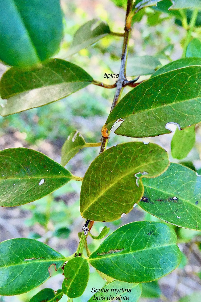 Scutia myrtina.bois de sinte.rhamnaceae.indigène Réunion.jpeg