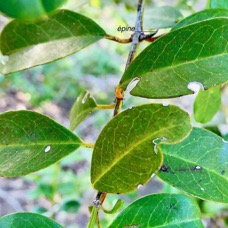 Scutia myrtina.bois de sinte.rhamnaceae.indigène Réunion.jpeg