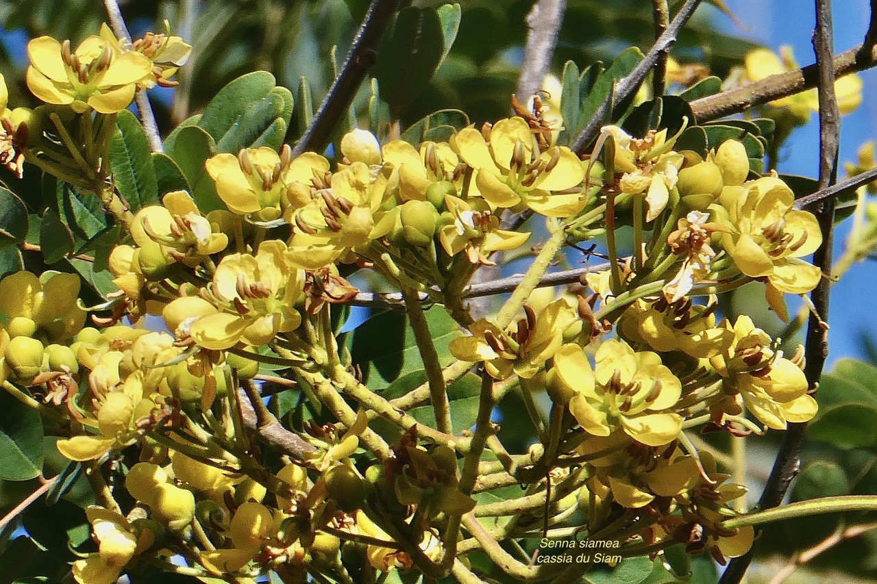 Senna siamea.cassia du Siam.fabaceae.exotique (1).jpeg