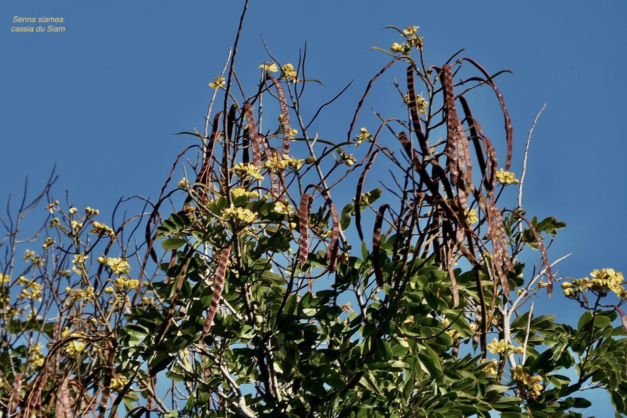 Senna siamea.cassia du Siam.fabaceae.exotique (2).jpeg