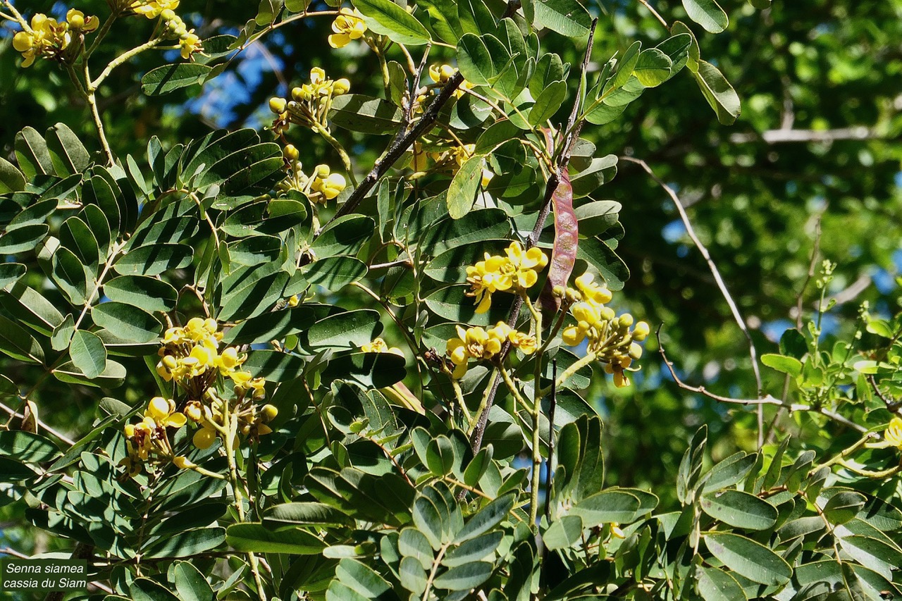 Senna siamea.cassia du Siam.fabaceae.exotique-1.jpeg