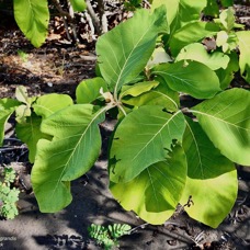 Tectona grandis.teck.lamiaceae.exotique cultivé. (1).jpeg