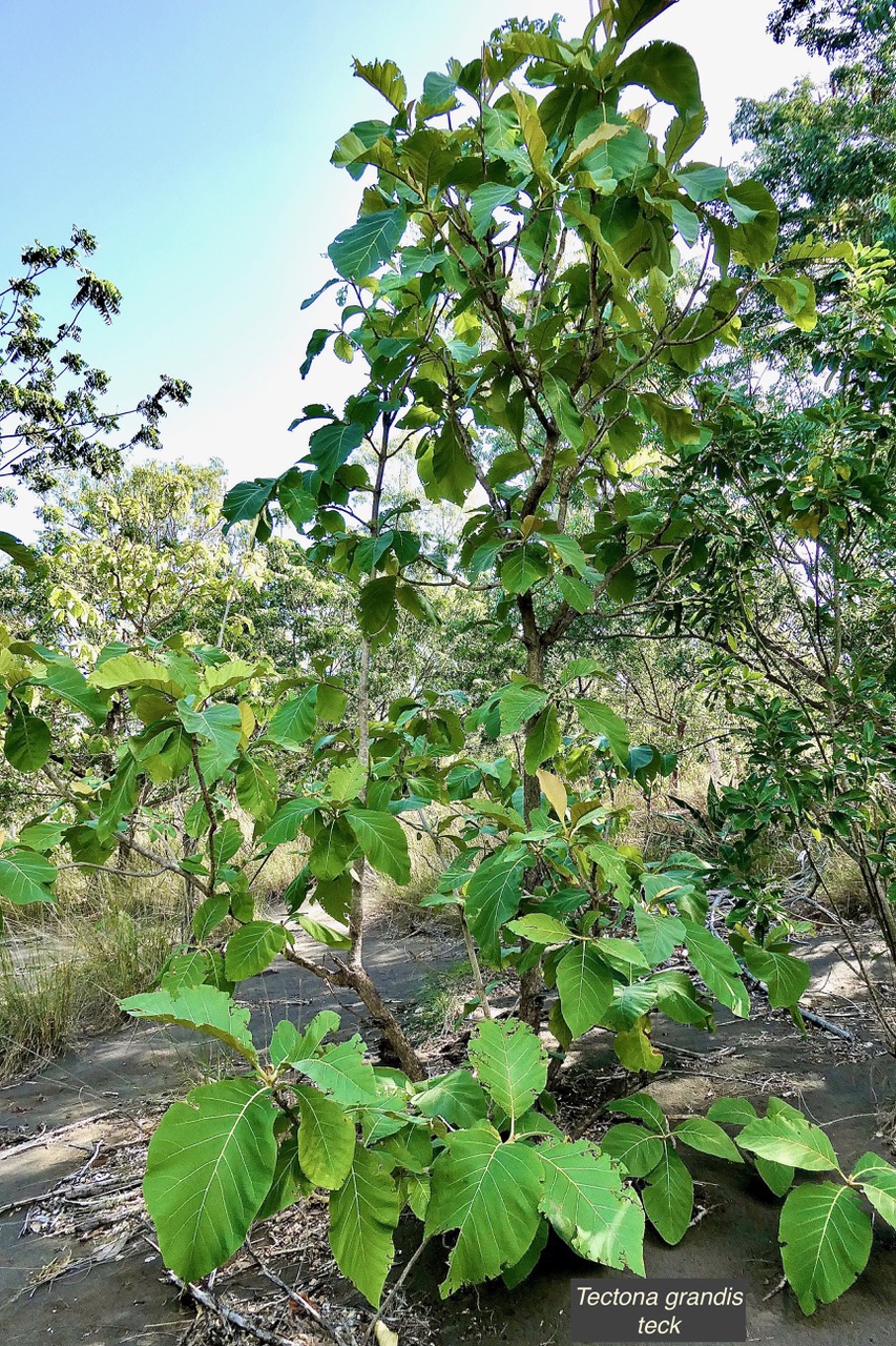 Tectona grandis.teck.lamiaceae.exotique cultivé..jpeg