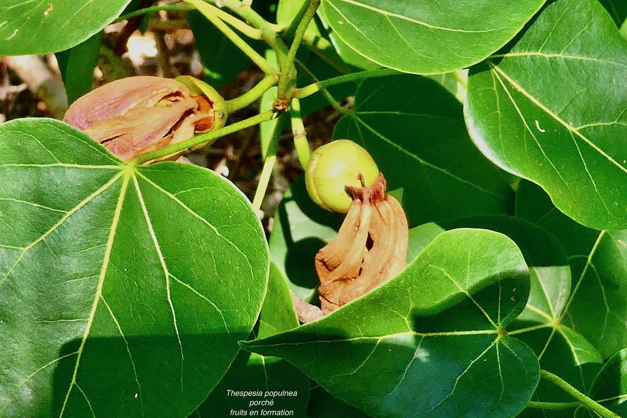 Thespesia populnea.porché.bois de peinture.( fruits en formation )malvaceae.espèce cultivée..jpeg